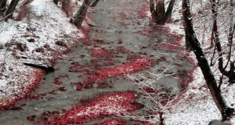 در روزهای سرد زمستان به این شهرصحنه سفر کنید