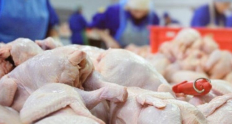 محکومیت فرجام عرضه خارج از شبکه مرغ