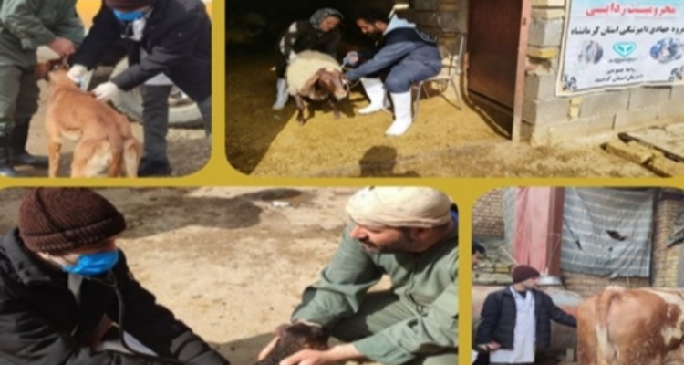 دام های مناطق کم برخوردار بخش دینور واکسینه شدند