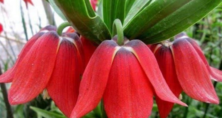 شهرستان صحنه و دالاهو اصلی ترین رویشگاه لاله های واژگون هستند