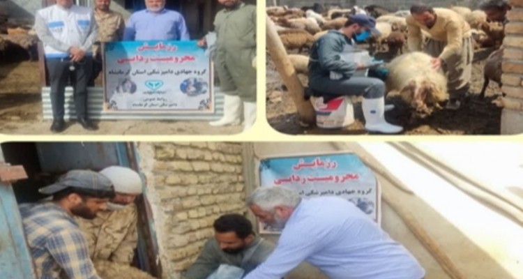 اردوی جهادی دامپزشکی در صحنه انجام شد