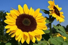 شهرستان صحنه ۲ هزار هکتار کشت آفتابگردان  دارد