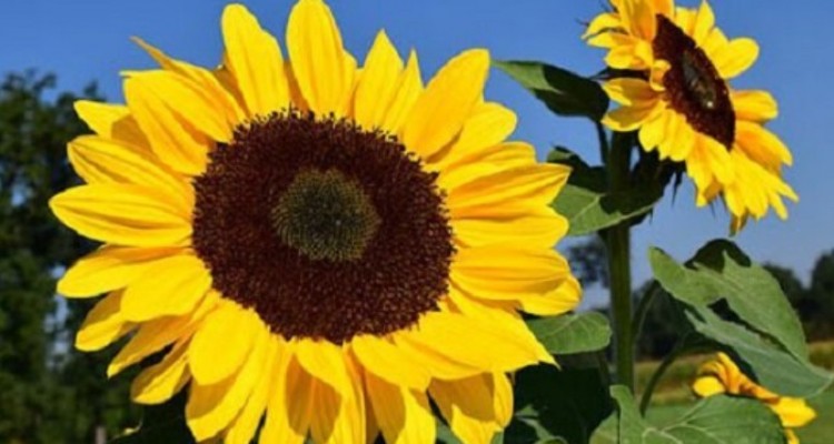 شهرستان صحنه ۲ هزار هکتار کشت آفتابگردان  دارد