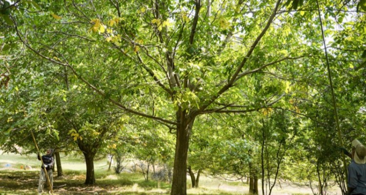 سقوط از درخت گردو جان باغدار صحنه ای را گرفت