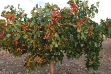 کرمانشاه، برای کاشت درخت پسته مستعد است