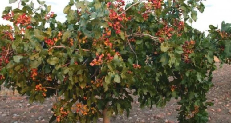 کرمانشاه، برای کاشت درخت پسته مستعد است