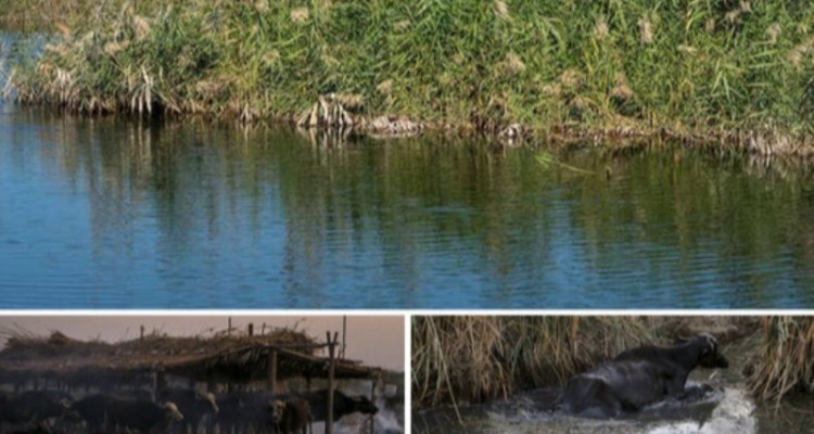 آینده مبهم حرفه تاریخی دامداران خوزستان