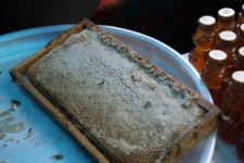 جشنواره عسل صحنه برگزار می‌شود