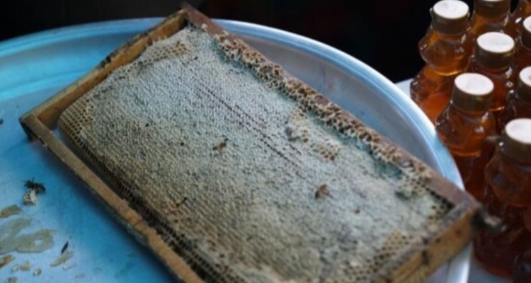 جشنواره عسل صحنه برگزار می‌شود