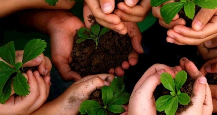 ۹ هزار درخت در شهر صحنه کاشته شده است