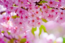 افسانه کور سەیا و آغاز بهار کُردی