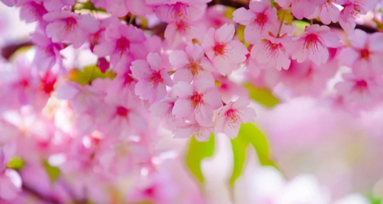 افسانه کور سەیا و آغاز بهار کُردی