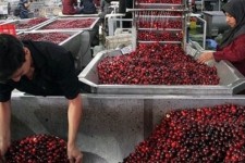 سرمایه‌گذاری در صنایع تبدیلی کرمانشاه ضروری است