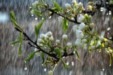 آسمان شهرستان صحنه تا اواسط هفته آینده بارانی است