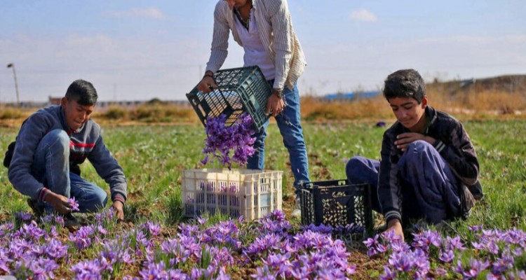 افزایش ۳۷ درصدی کشت زعفران در کرمانشاه