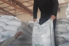 37000کیلوگرم کودکلروپتاسیم گرانوله درشهرستان صحنه توزیع شد