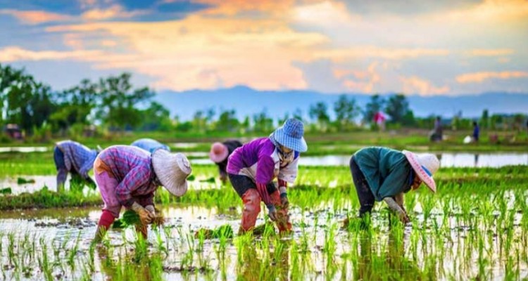 کشت برنج در صحنه ممنوع است