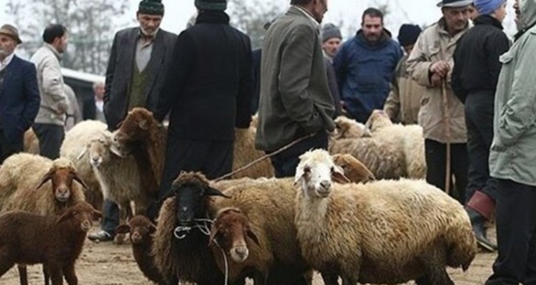 برپایی ۱۱ جایگاه عرضه دام قربانی در کرمانشاه