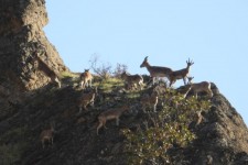 ثبت منطقه لهون پاوه به عنوان منطقه شکار و تیراندازی ممنوع