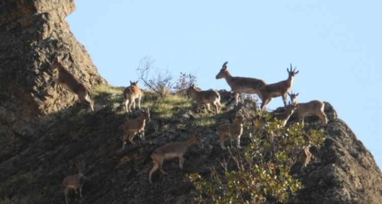 ثبت منطقه لهون پاوه به عنوان منطقه شکار و تیراندازی ممنوع
