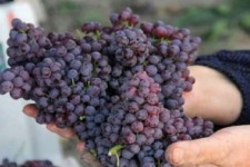 کرمانشاه قطب انگور یاقوتی کشور؛ ۴۲ هزار تن محصول روانه بازار مصرف شد