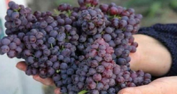 کرمانشاه قطب انگور یاقوتی کشور؛ ۴۲ هزار تن محصول روانه بازار مصرف شد