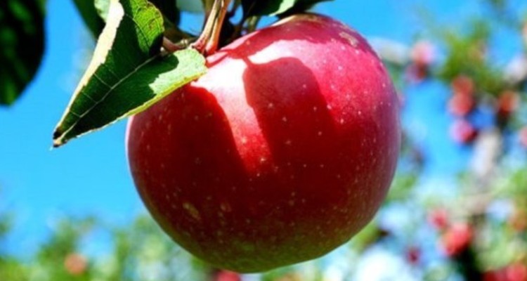 ثبت جشنواره سیب سرتخت صحنه در فهرست رویدادهای ملی