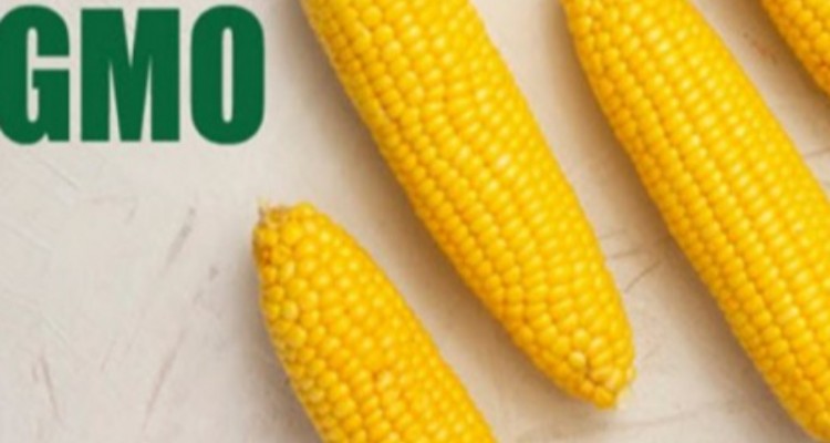 شایعه‌پراکنی مافیای سموم و آفت‌کش‌ها علیه محصولات تراریخته