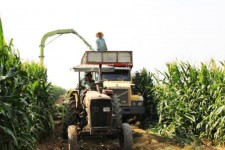 آغاز برداشت ذرت دانه از مزارع کشاورزی سرپل ذهاب