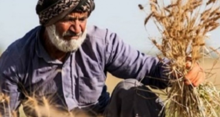 ضرورت تسریع در پرداخت مطالبات گندم‌کاران کرمانشاهی