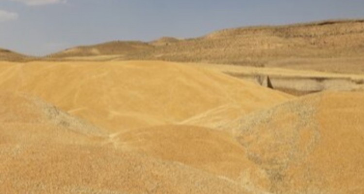 کشف بیش از ۵۵ تن گندم قاچاق در کنگاور