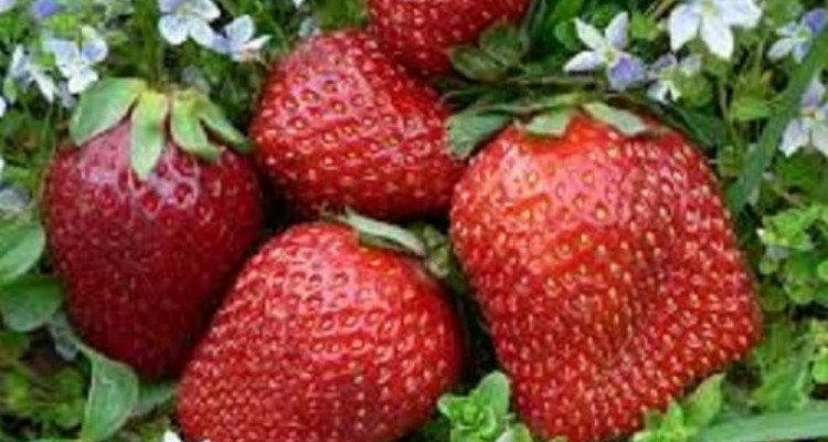 خوردن توت فرنگی با بهبود خلق و خوی مرتبط است