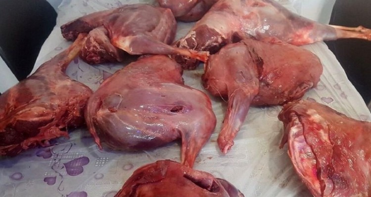 شکارچی خاطی با گوشت شکار در منزلش به دام افتاد