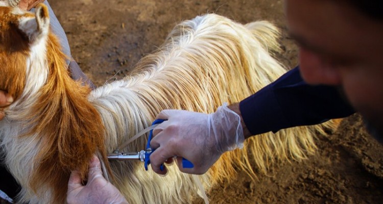 کلاس آموزشی  مقابله با تب برفکی در شهرستان صحنه برگزار شد