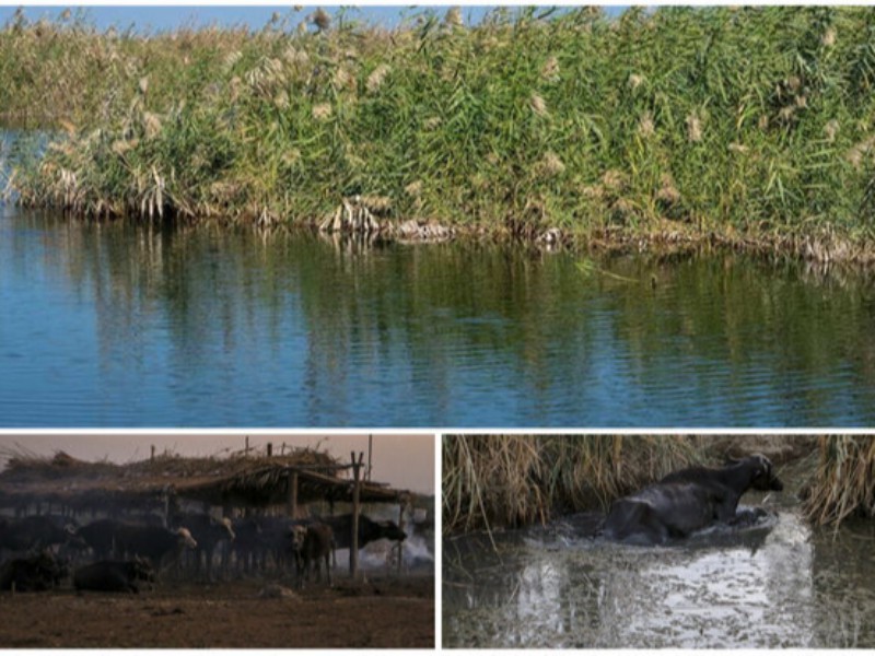 آینده مبهم حرفه تاریخی دامداران خوزستان آینده مبهم حرفه تاریخی دامداران خوزستان