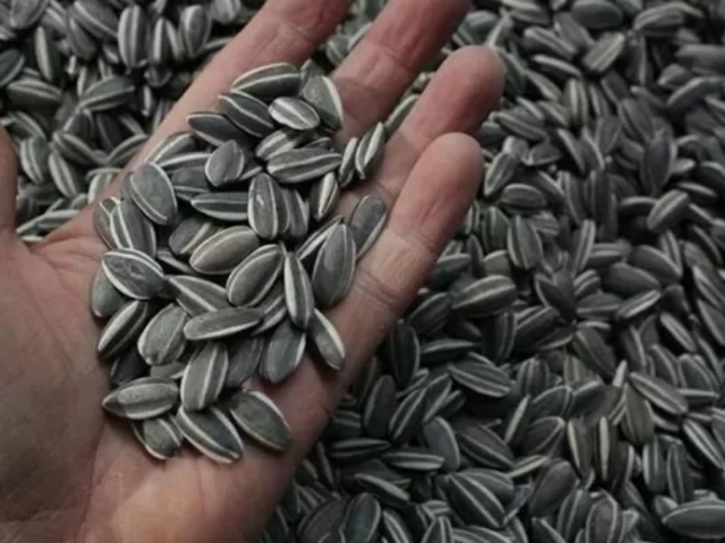 ۷۰ تن تخمه آفتابگردان احتکاری کشف شد