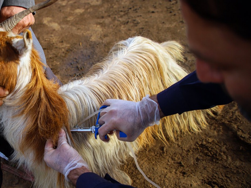 کلاس آموزشی مقابله با تب برفکی در شهرستان صحنه برگزار شد کلاس آموزشی مقابله با تب برفکی در شهرستان صحنه برگزار شد