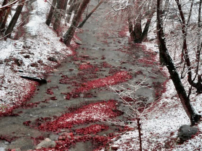 در روزهای سرد زمستان به این شهرصحنه سفر کنید در روزهای سرد زمستان به این شهرصحنه سفر کنید