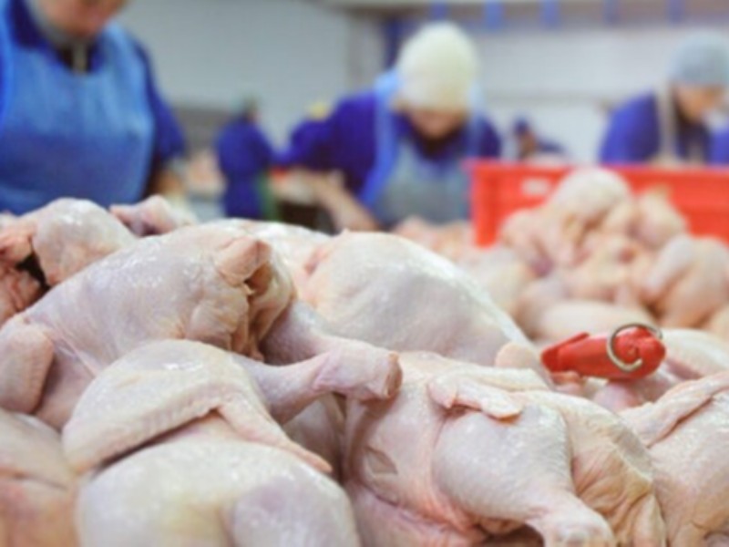 محکومیت فرجام عرضه خارج از شبکه مرغ محکومیت فرجام عرضه خارج از شبکه مرغ