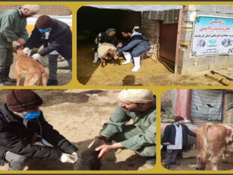 دام های مناطق کم برخوردار بخش دینور واکسینه شدند دام های مناطق کم برخوردار بخش دینور واکسینه شدند