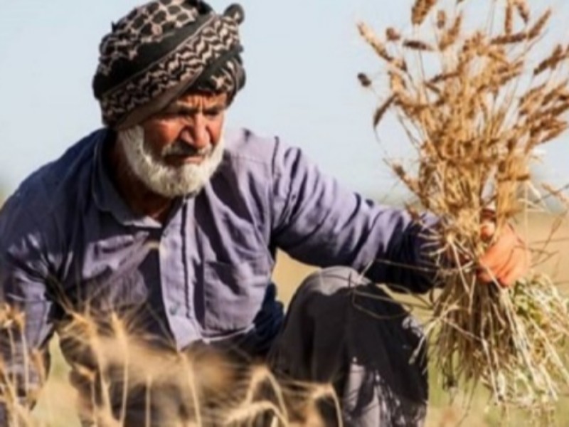 ضرورت تسریع در پرداخت مطالبات گندمکاران کرمانشاهی ضرورت تسریع در پرداخت مطالبات گندمکاران کرمانشاهی