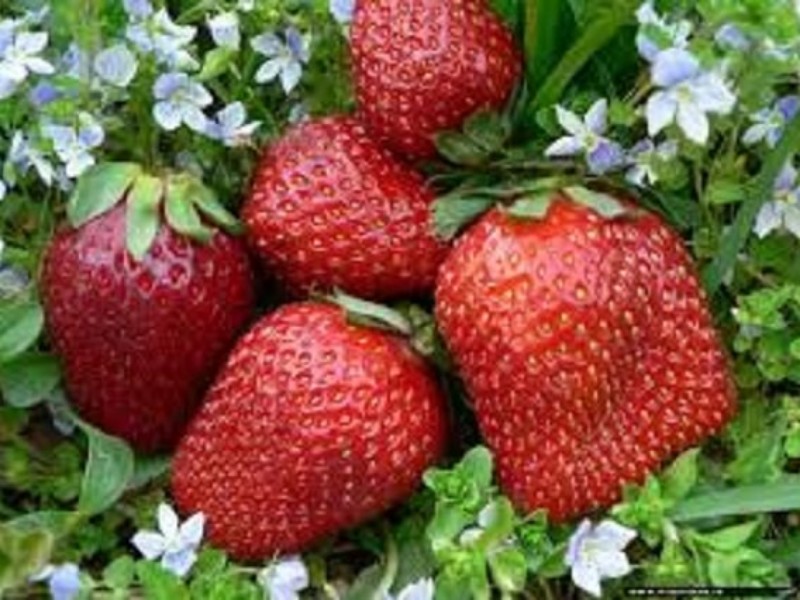 خوردن توت فرنگی با بهبود خلق و خوی مرتبط است