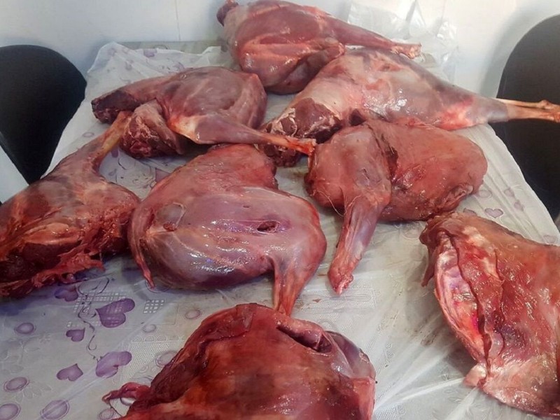 شکارچی خاطی با گوشت شکار در منزلش به دام افتاد شکارچی خاطی با گوشت شکار در منزلش به دام افتاد