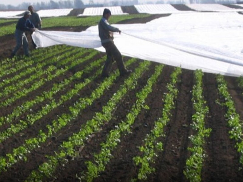 هشدار نارنجی به کشاورزان؛ گندم و غلات را به مناطق امن حمل کنید