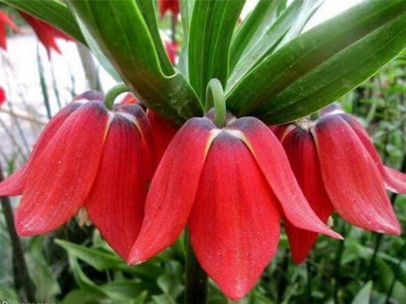 شهرستان صحنه و دالاهو اصلی ترین رویشگاه لاله های واژگون هستند شهرستان صحنه و دالاهو اصلی ترین رویشگاه لاله های واژگون هستند