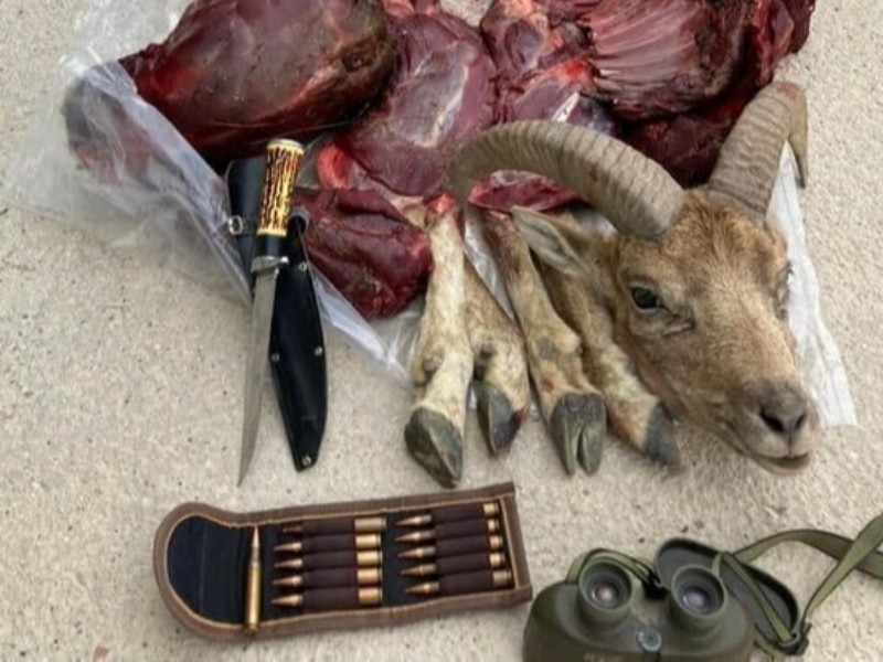 کشف گوشت کل وحشی شکار شده از شکارچی غیرمجاز در صحنه کشف گوشت کل وحشی شکار شده از شکارچی غیرمجاز در صحنه