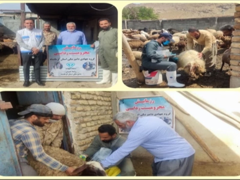 اردوی جهادی دامپزشکی در صحنه انجام شد
