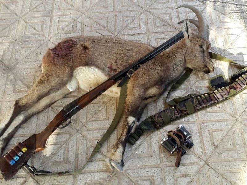 کشف لاشه یک رأس کل وحشی در منطقه حفاظت شده امروله و دالاخانی صحنه کشف لاشه یک رأس کل وحشی در منطقه حفاظت شده امروله و دالاخانی صحنه