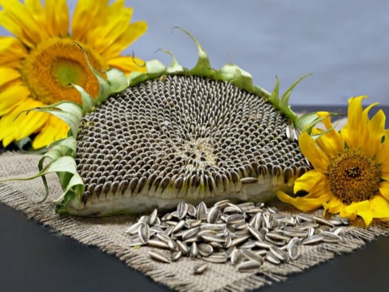 کشت ۳ هزار هکتار تخمه افتاب گردان در بخش دینور شهرستان صحنه