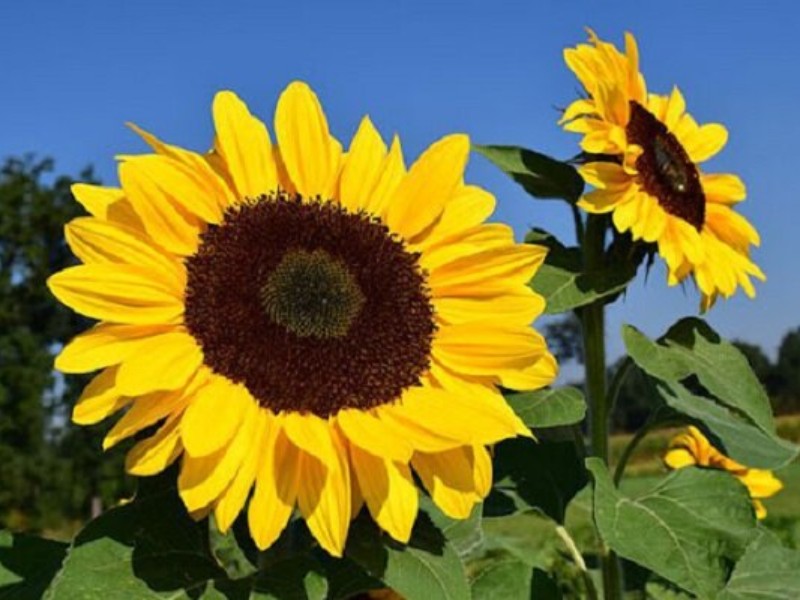 شهرستان صحنه ۲ هزار هکتار کشت آفتابگردان  دارد